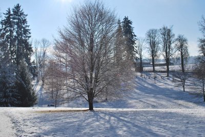 Fagus sylvatica 'Asplenifolia' - buk lesní - zimní habitus (118)